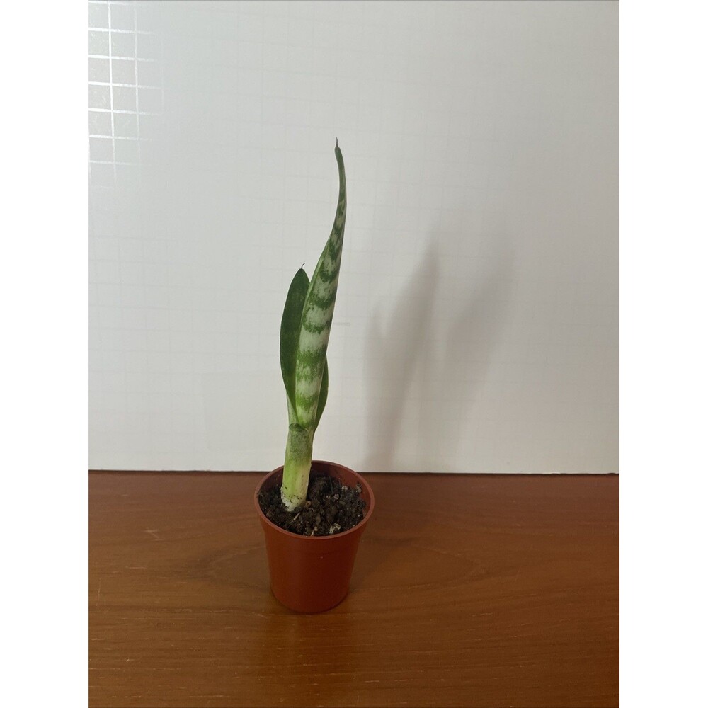 Snake Plant Sansevieria trifasciata Green and white Live Plant rooted 7” - Picture 2 of 5